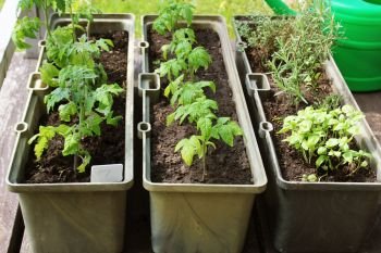 Vegetable garden on a terrace. Herbs, tomatoes seedling growing in container .. Vegetable garden on a terrace. Herbs, tomatoes seedling growing in container