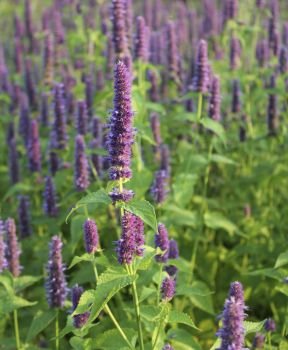 Agastache Blue Fortune or Giant Hysso flowers.