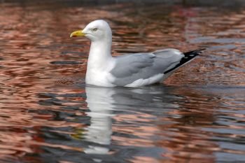 Herring Gull (Larus argentatus) - a large gull (up to 26 inches or 66 cm long). Most abundant and best known of all gulls along the shores of Asia, western Europe, and North America.
