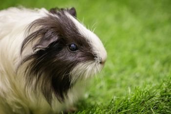 Image of guinea pig on the lawn. Pets. Animals. 
