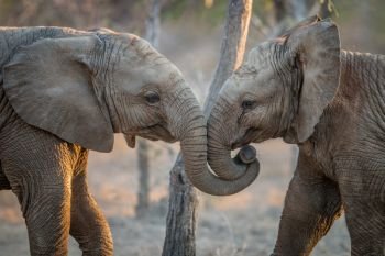 Two Elephants playing