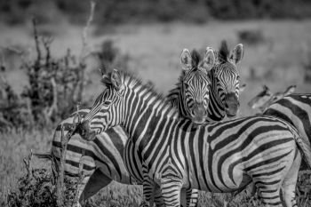 Two Zebras starring at the camera in black and white in the Chobe National Park, Botswana.