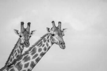 Close up of two Giraffes in black and white in the Chobe National Park, Botswana.