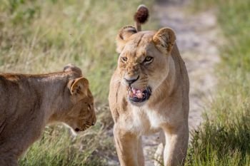 Two Lions having a little argument in the Chobe National Park, Botswana.
