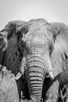 Elephant starring at the camera in black and white in the Chobe National Park, Botswana.