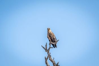Tawny eagle on a branch in the Kruger National Park, South Africa.