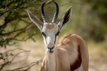 Close up of a Springbok in the Kalagadi Transfrontier Park, South Africa.