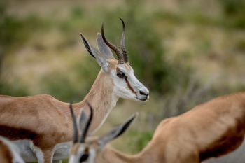 Close up of a Springbok in the Kalagadi Transfrontier Park, South Africa.