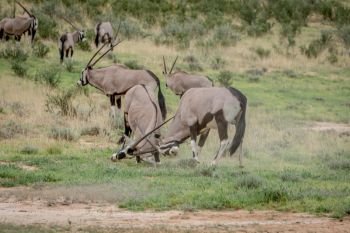 Two Orxy fighting in the grass in the Kalagadi Transfrontier Park, South Africa.