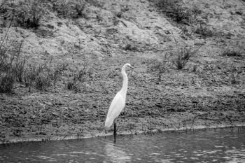 Yellow-billed egret standing in the water in black and white in the Kalagadi Transfrontier Park, South Africa.