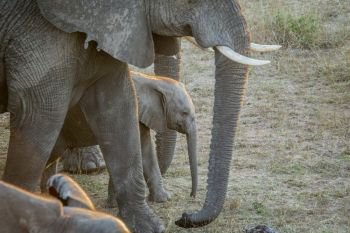 Baby Elephant in between the herd in the Kruger National Park, South Africa.