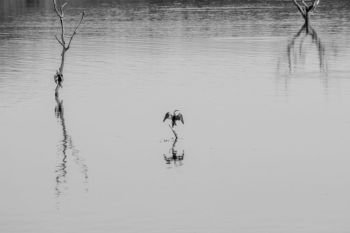 An African darter stretching his wings in black and white in the Kruger National Park, South Africa.