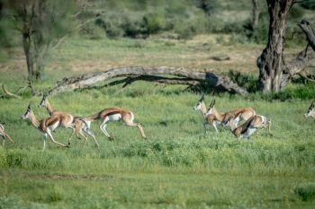 Herd of Springboks running in the grass in the Kalagadi Transfrontier Park, South Africa. 