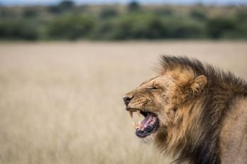 Yawning Lion in the Central Khalahari, Botswana.