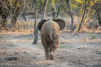 Young Elephant walking away in the Kapama game reserve, South Africa.