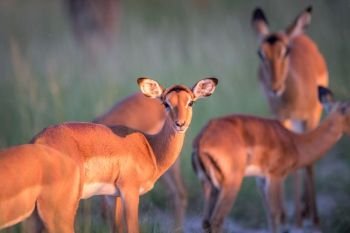 Young Impala starring at the camera in the Okavango delta, Botswana.