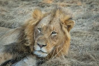 Starring male Lion in the Kapama game reserve, South Africa.