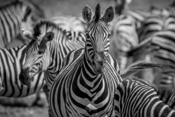 Zebra starring at the camera in black and white in the Chobe National Park, Botswana.