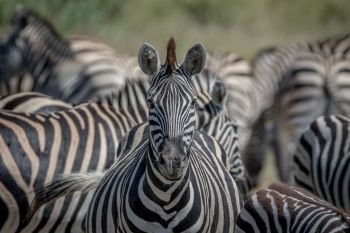 Zebra starring at the camera in the Chobe National Park, Botswana.