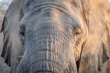Close up of an Elephant head in the Kruger National Park, South Africa.