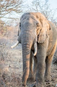 Elephant standing in the bush in the Kruger National Park, South Africa