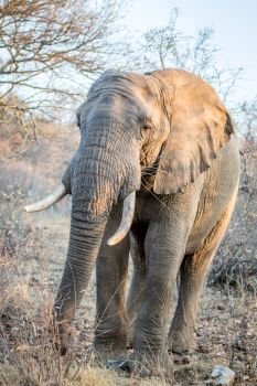 Elephant standing in the bush in the Kruger National Park, South Africa