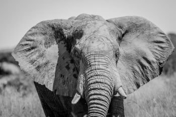 Close up of an Elephant in black and white in the Chobe National Park, Botswana.