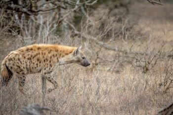 Spotted hyena walking in the bush in the Kruger National Park, South Africa.