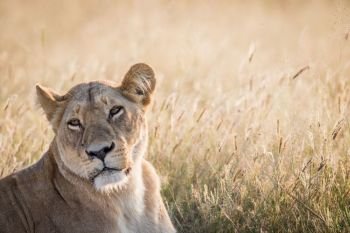 Female Lion looking back in the Chobe National Park, Botswana.