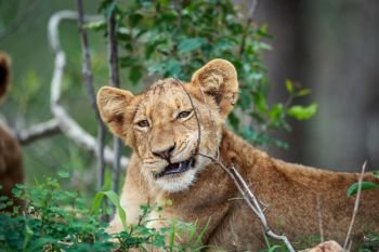 Lion cub chewing on a stick in the Kruger National Park, South Africa.