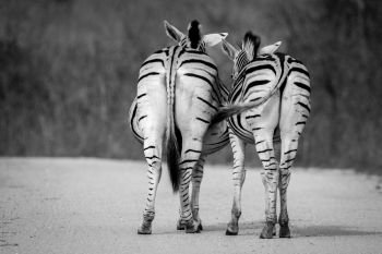 Bonding Zebras in the Kruger National Park, South Africa.