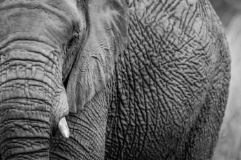 Close up of half an Elephant in black and white in the Welgevonden game reserve, South Africa.