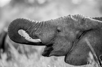 Elephant drinking in black and white in the Kruger National Park, South Africa.