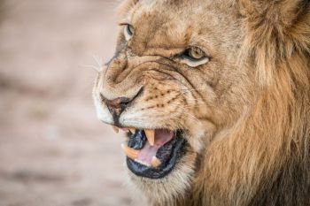 Growling Lion in the Kruger National Park, South Africa.