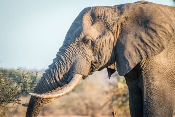 Side profile of an Elephant in the Kruger National Park, South Africa.