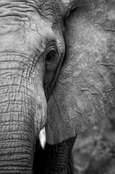Close up of an African elephant in black and white in the WGR, South Africa.