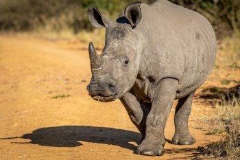 Sub adult White rhino walking towards the camera, South Africa.
