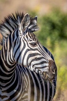 Close up of a Burchell’s zebra head in the WGR, South Africa.