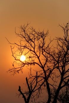 Silhouette of tree on the evening sunset for design nature background.