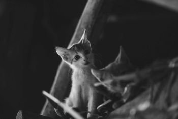 Cute kitten looking curious in monochrome settings