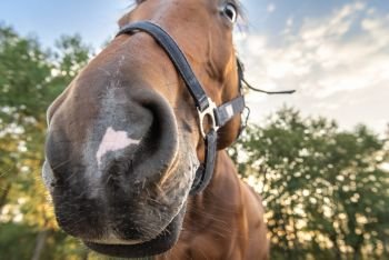 Curious horse, sticking its nose in the camera for a funny portrait, brown horse with crazy eyes, an image with selective focus.