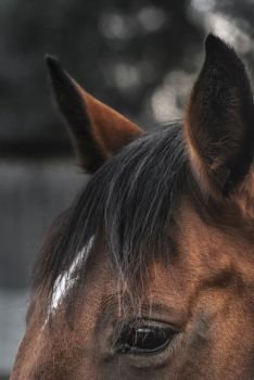 Close-up portrait of a brown horse with a white spot on its forehead, alert ears, and big expressive eye.