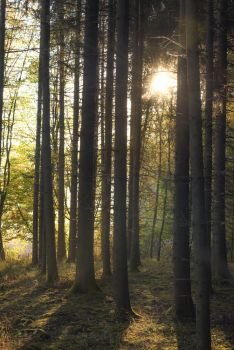 Enchanting forest with the sun shining through the trees, on a sunny day of autumn, in Germany.
