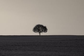 Monochrome image with one tree in the middle of an empty meadow at sunrise