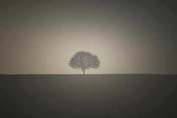 One tree on an empty meadow with the sunrise light behind it.