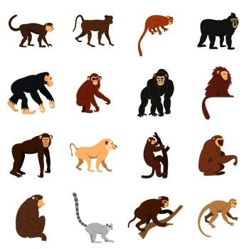Monkey types icons set in flat style isolated vector illustration. Monkey types icons set in flat style