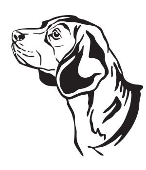 Decorative outline portrait of Beagle Dog looking in profile, vector illustration in black color isolated on white background. Image for design and tattoo. 
