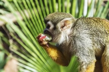 Wild nature. Little monkey eats fruit, close-up