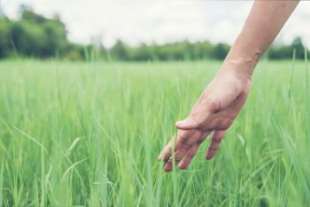 Young woman hand touching enjoy with green grass.
. Young woman hand touching enjoy with green grass.