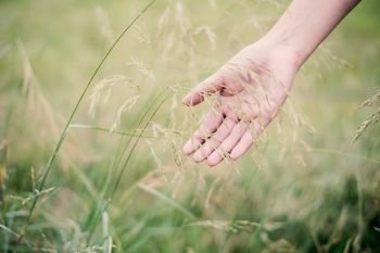 Woman hand touching green grass at meadows.